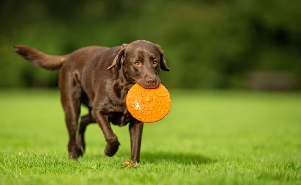 Zabawki dla labrador retrievera 