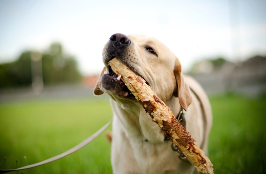 Labrador retriever - charakter i usposobienie