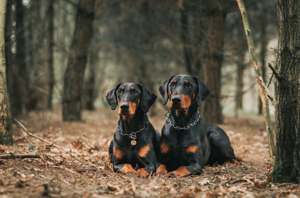 Doberman – historia i pochodzenie rasy