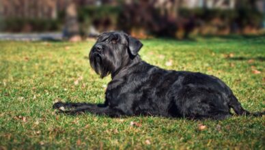 Sznaucer olbrzym – duży czarny pies