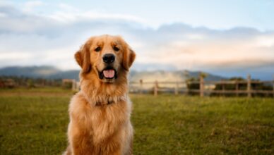 Karma dla Golden Retrievera – jak wybrać odpowiednią?