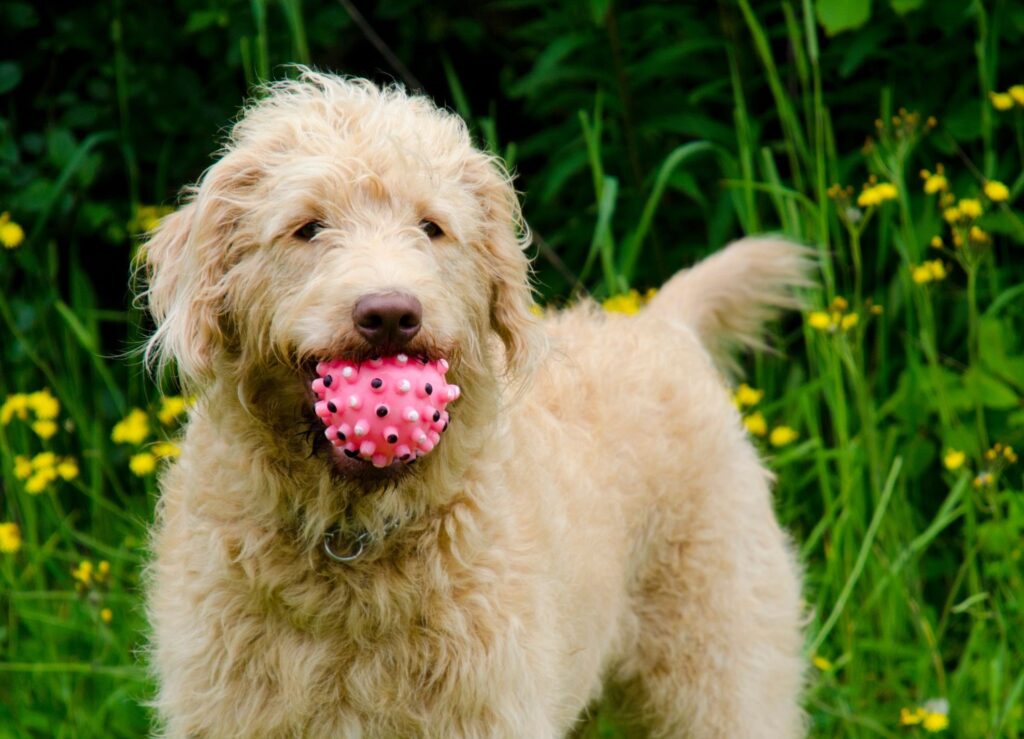 Zabawki dla psa rasy labradoodle