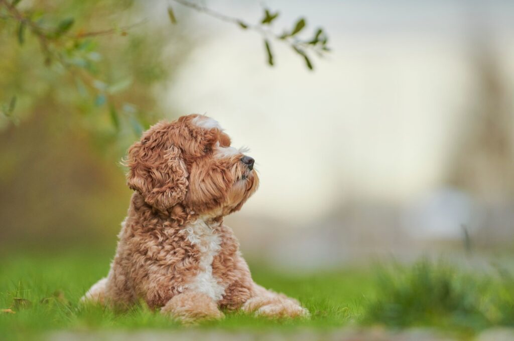 Pielęgnacja rasy labradoodle