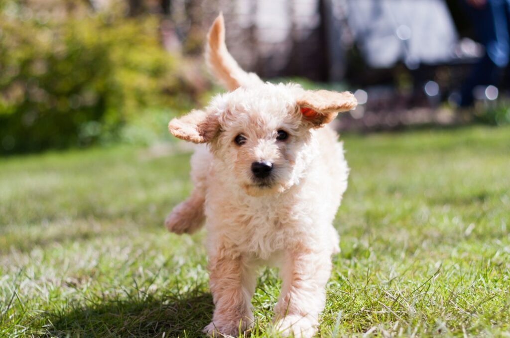 Labradoodle – wychowanie i szkolenie