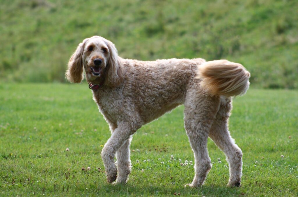 Labradoodle - wygląd i wzorzec rasy