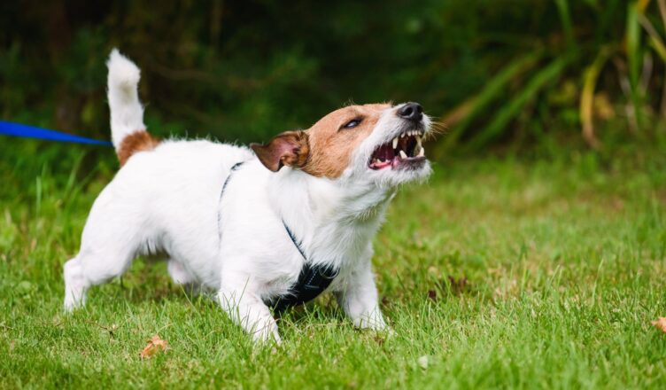 Agresywny pies – przyczyny i rozwiązania na agresję u psa