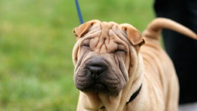 Shar pei – wymagająca rasa stróżująca