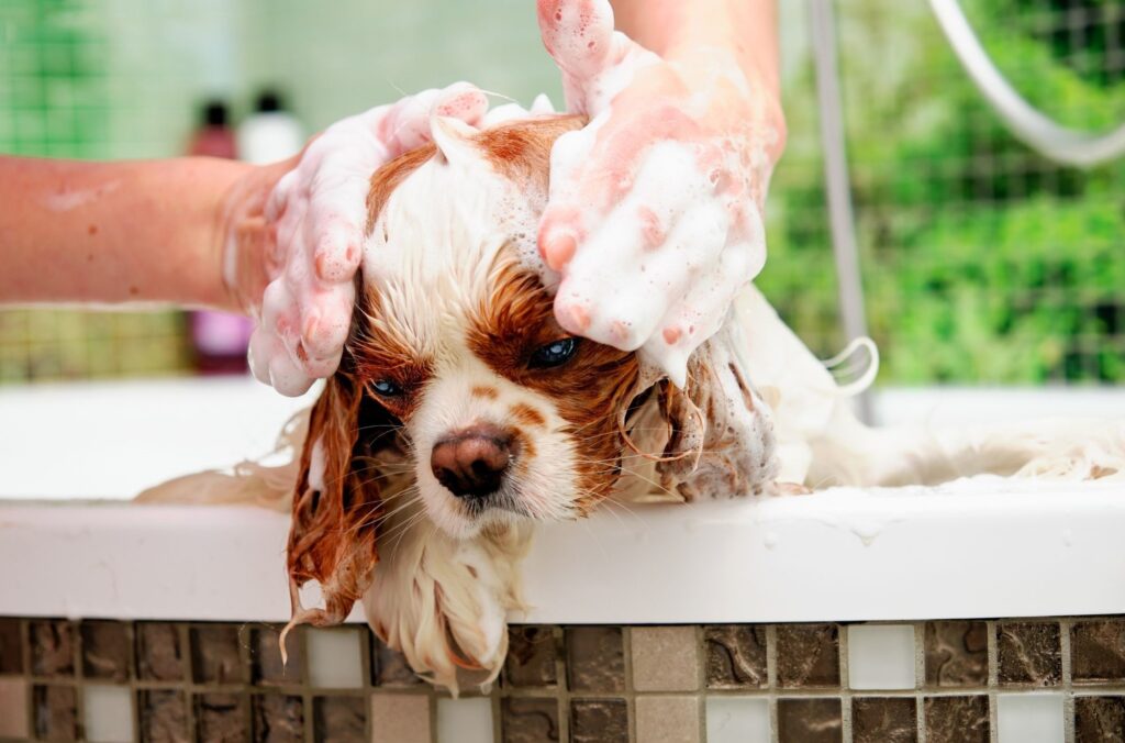 Cocker spaniel – pielęgnacja