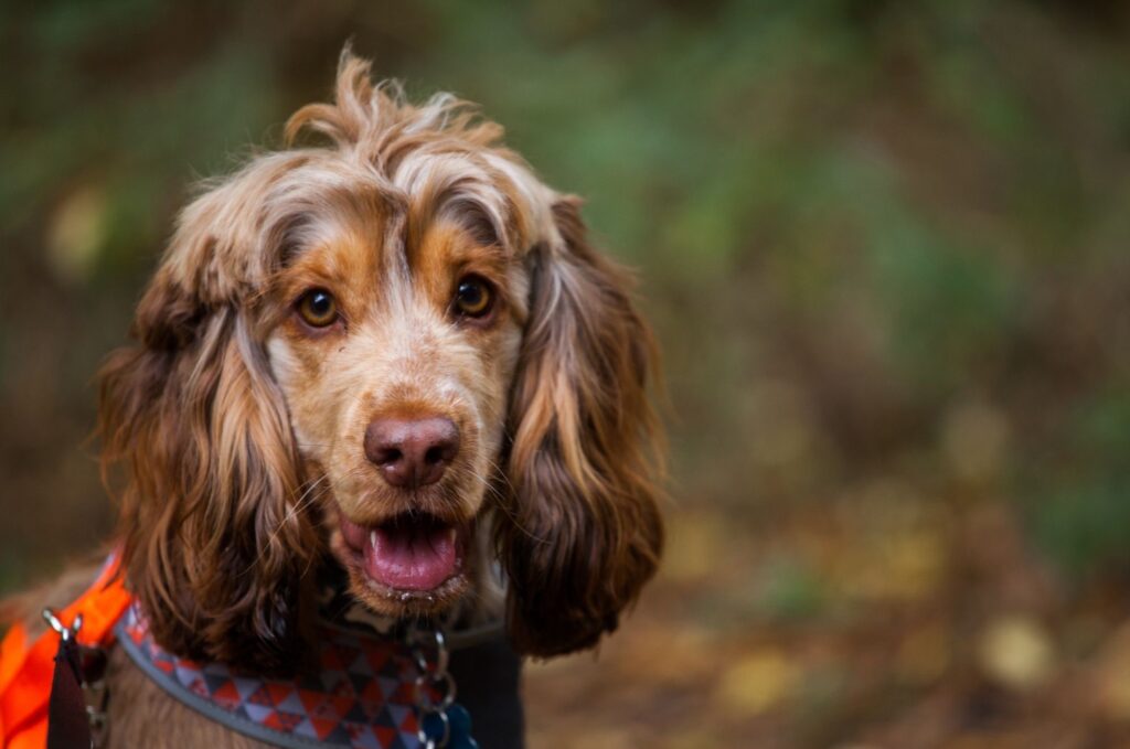 Cocker spaniel - umaszczenie