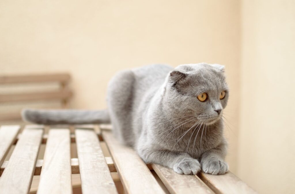 Pielęgnacja scottish fold