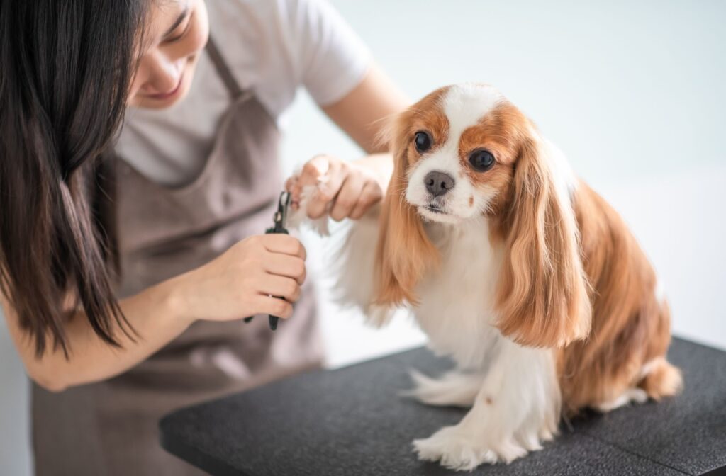 Cavalier king charles spaniel – pielęgnacja