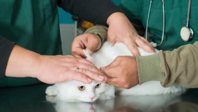Alergia u kota – diagnostyka i żywienie