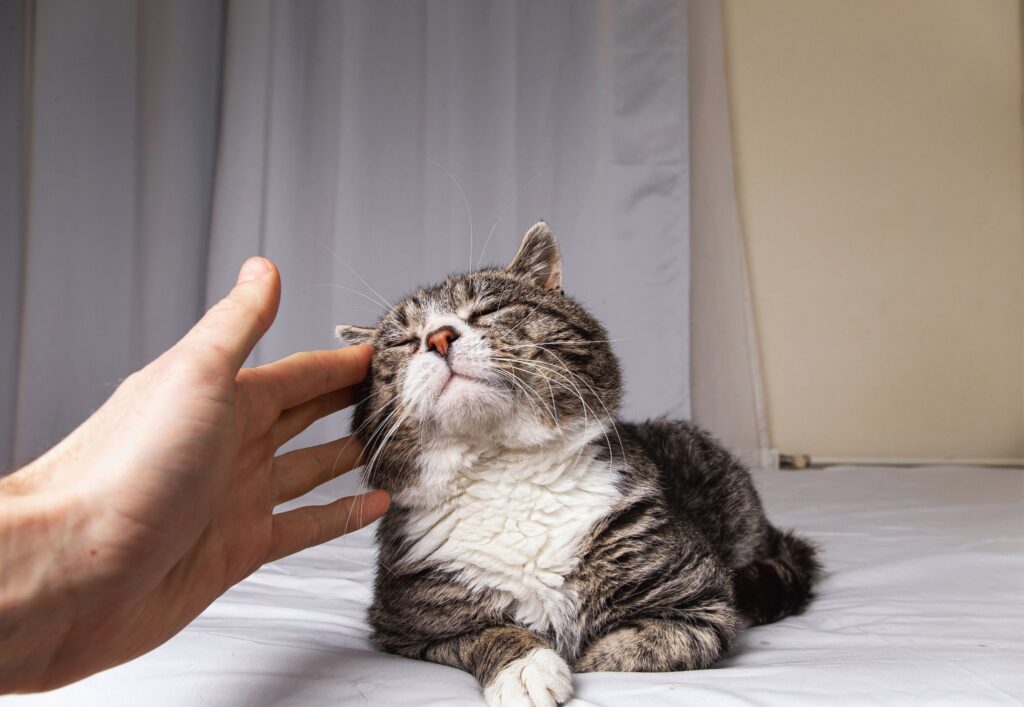 Ruja u kotki - objawy, ile pierwsza ruja? - Blog Krakvet