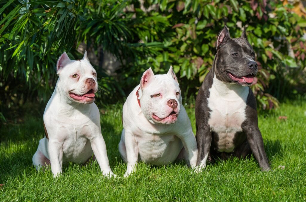 Wygląd i wzorzec american bully