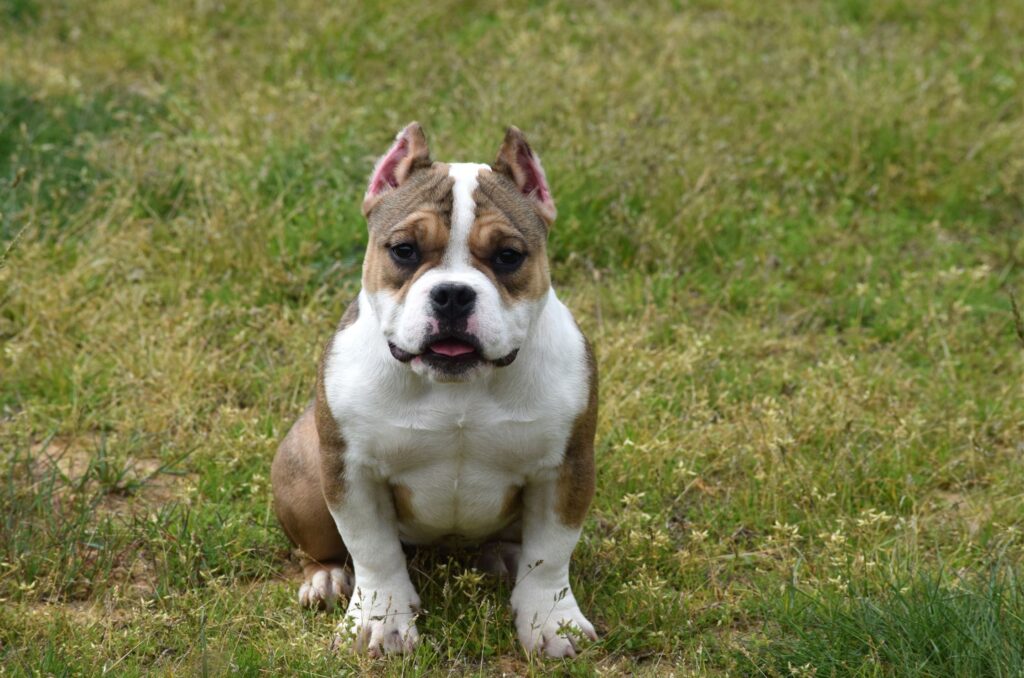 Szczeniaki i hodowla american bully