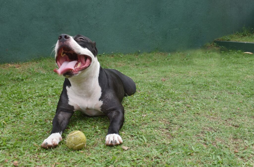 Zabawki dla american bully