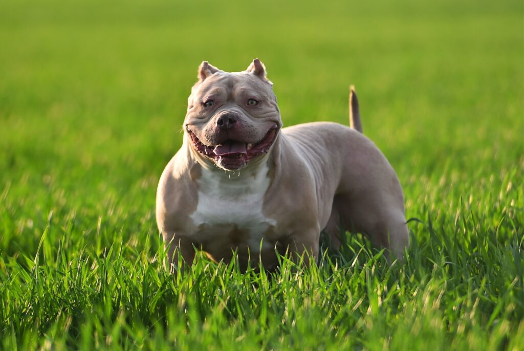 American bully - charakter i usposobienie