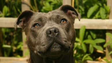 Staffordshire Bull Terrier (Staffik)