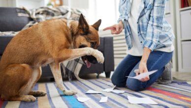 Najczęstsze problemy behawioralne u psów adoptowanych ze schroniska i jak sobie z nimi radzić?