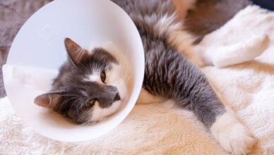 Panleukopenia kotów – groźna choroba wirusowa