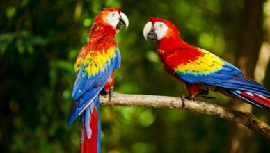 Papuga ara – żywienie, hodowla i wymagania