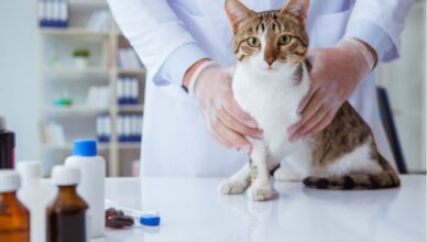 Jak zaopiekować się kotem po kastracji i sterylizacji?
