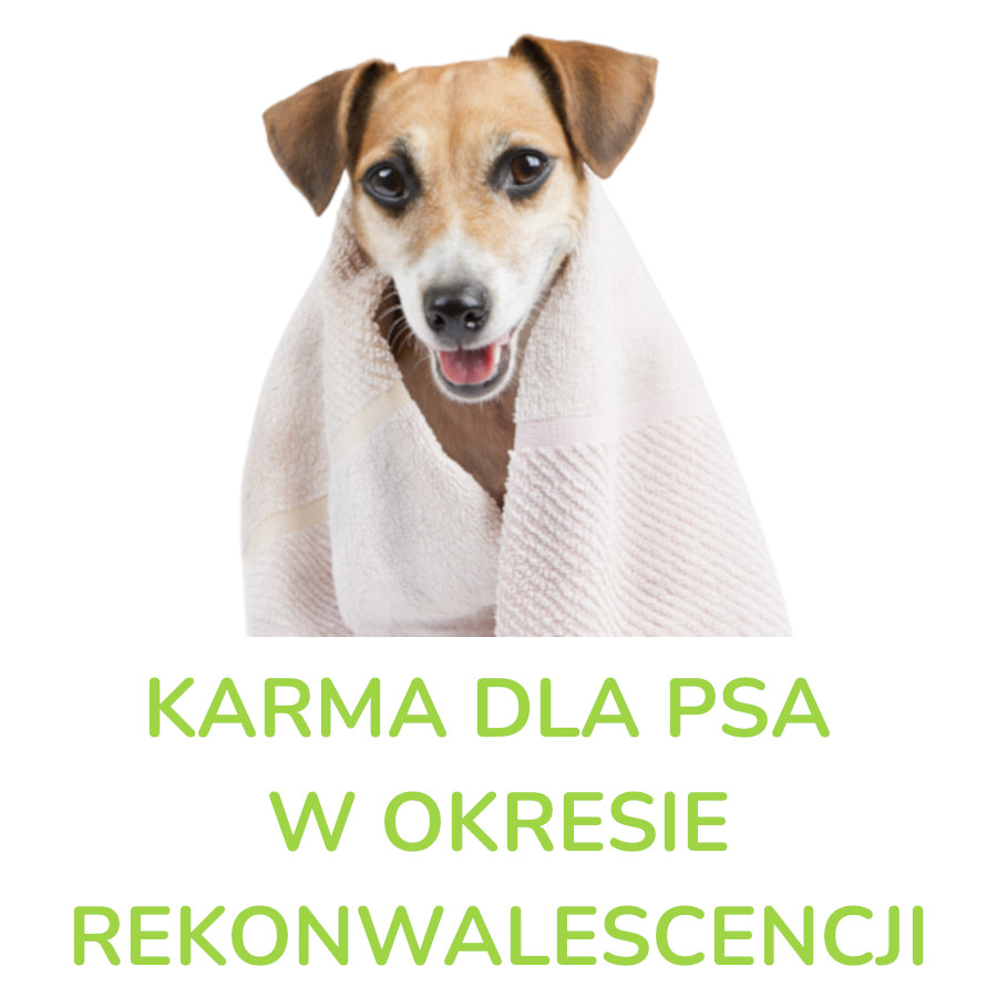 Karma dla psa w okresie rekonwalescencji