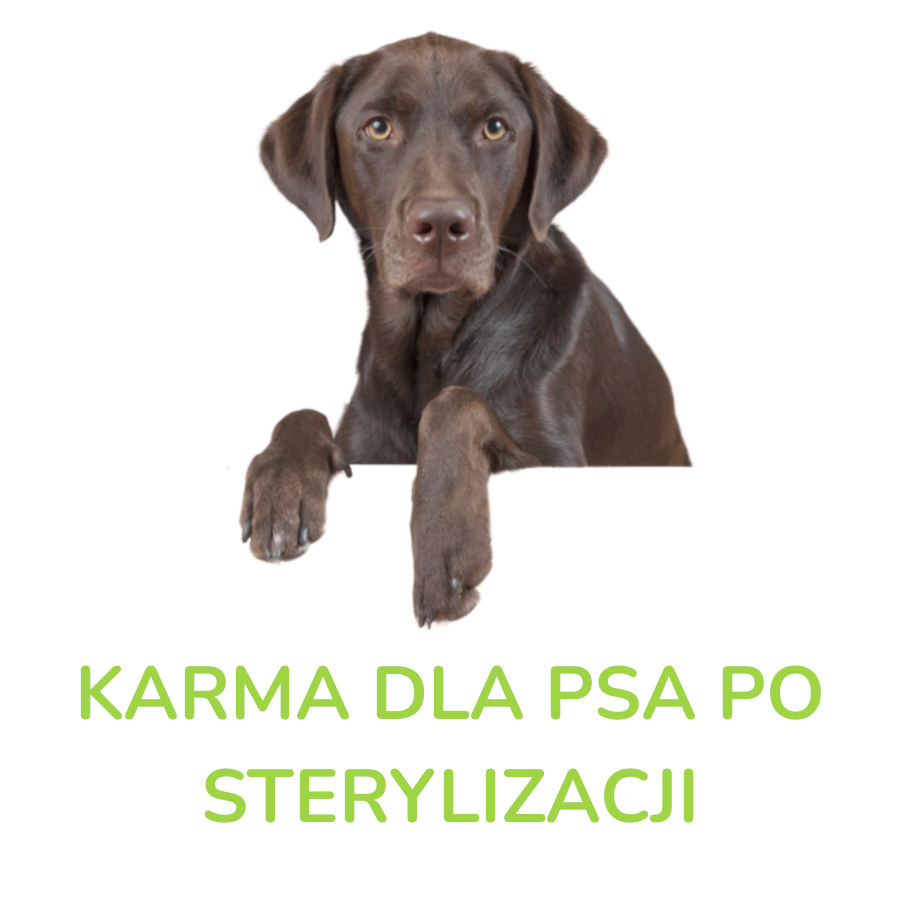Karma dla psa po sterylizacji