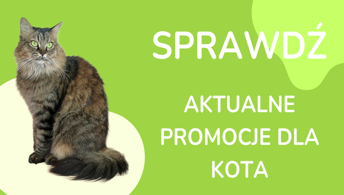 Sprawdź aktualne promocje dla kota w KrakVet