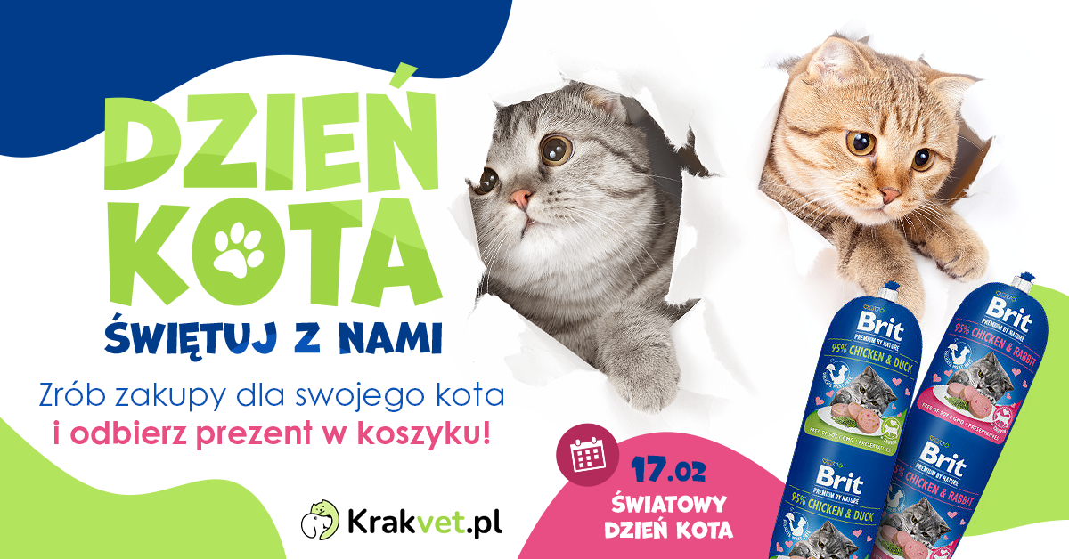 Światowy dzień kota w KrakVet.pl