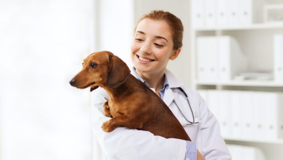 Karma dla psa na chore nerki - ranking [Top 10]